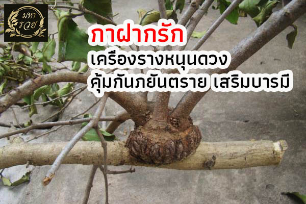 กาฝากรัก "เครื่องรางหนุนดวง" คุ้มกันภยันตราย เสริมบารมี l ของขลัง เรื่องเล่า