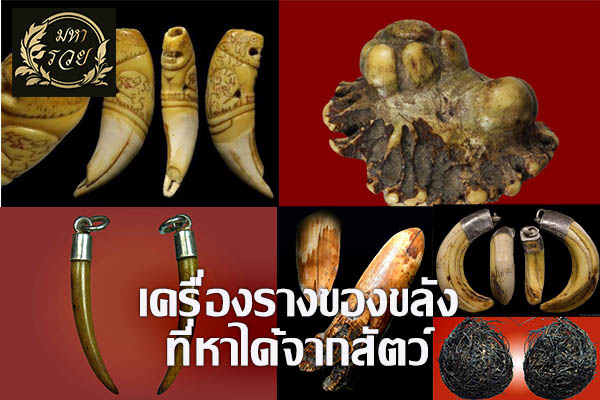 6 เครื่องรางของขลังที่หาได้จากสัตว์